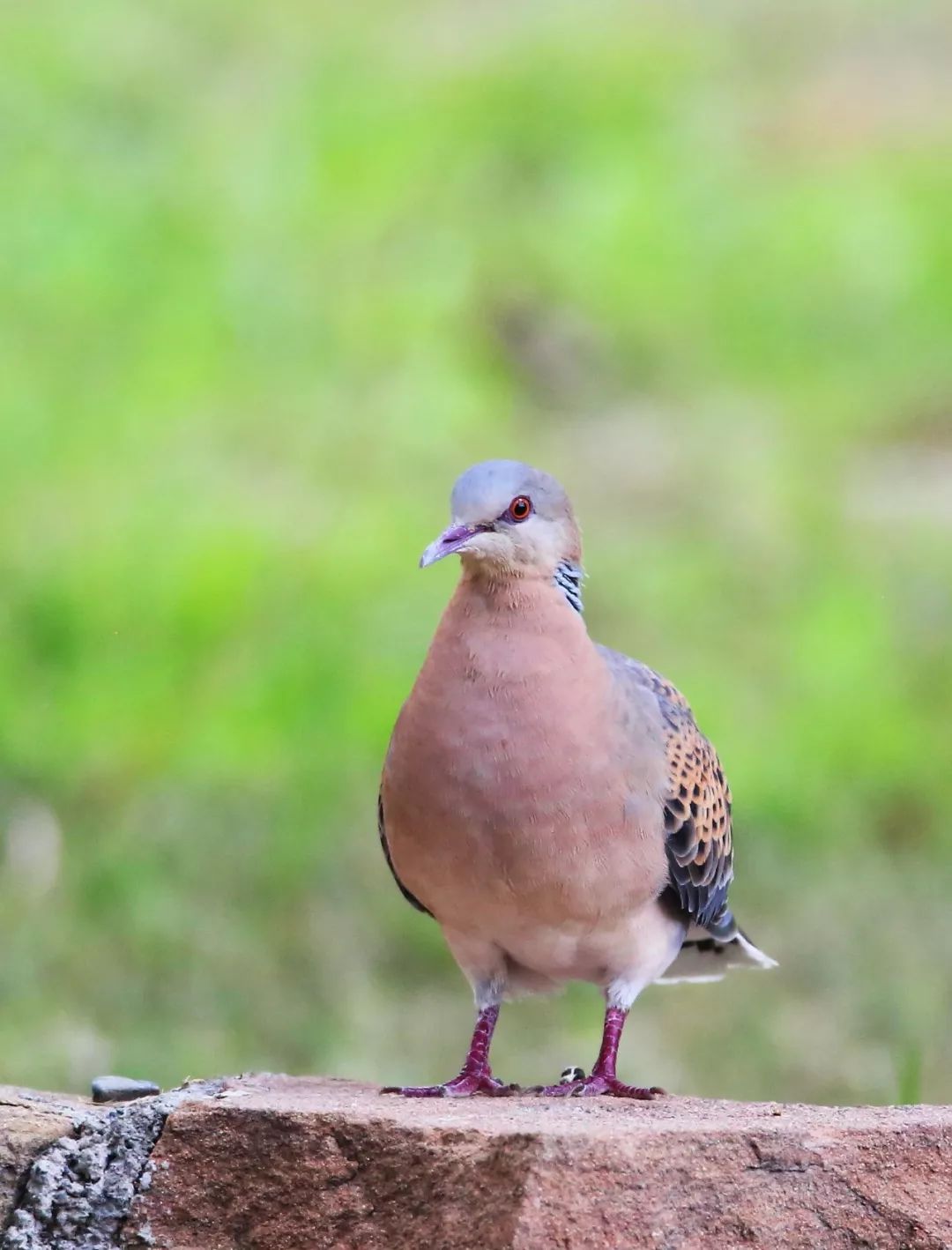 birdWatching