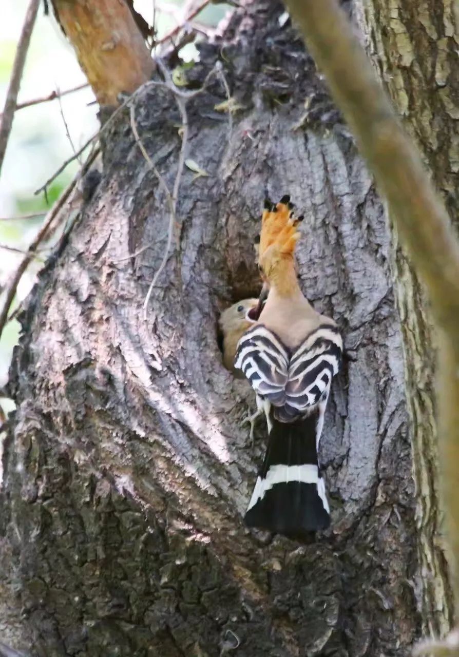 birdWatching