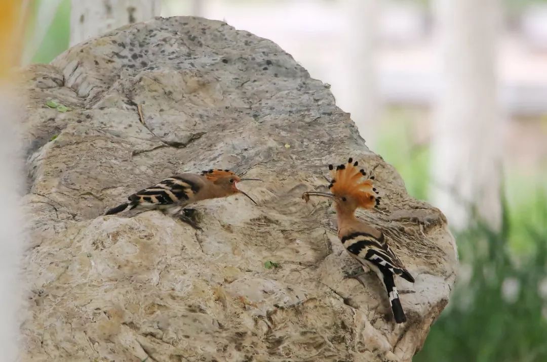 birdWatching