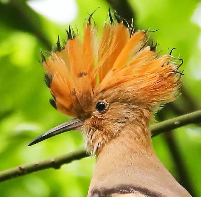 birdWatching