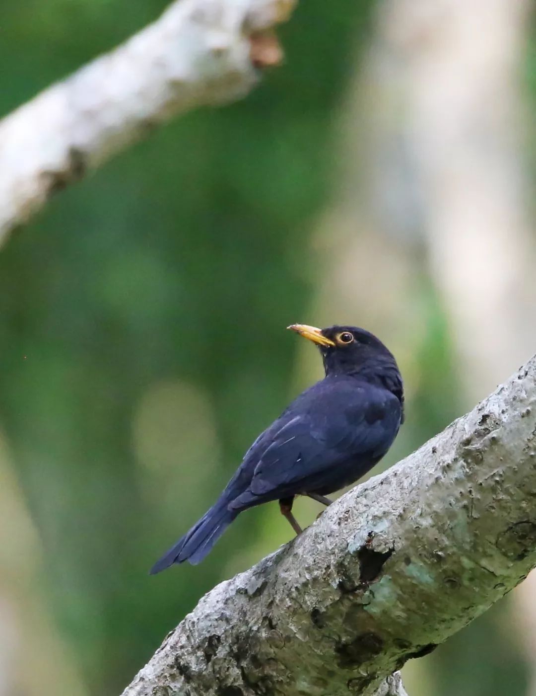 birdWatching