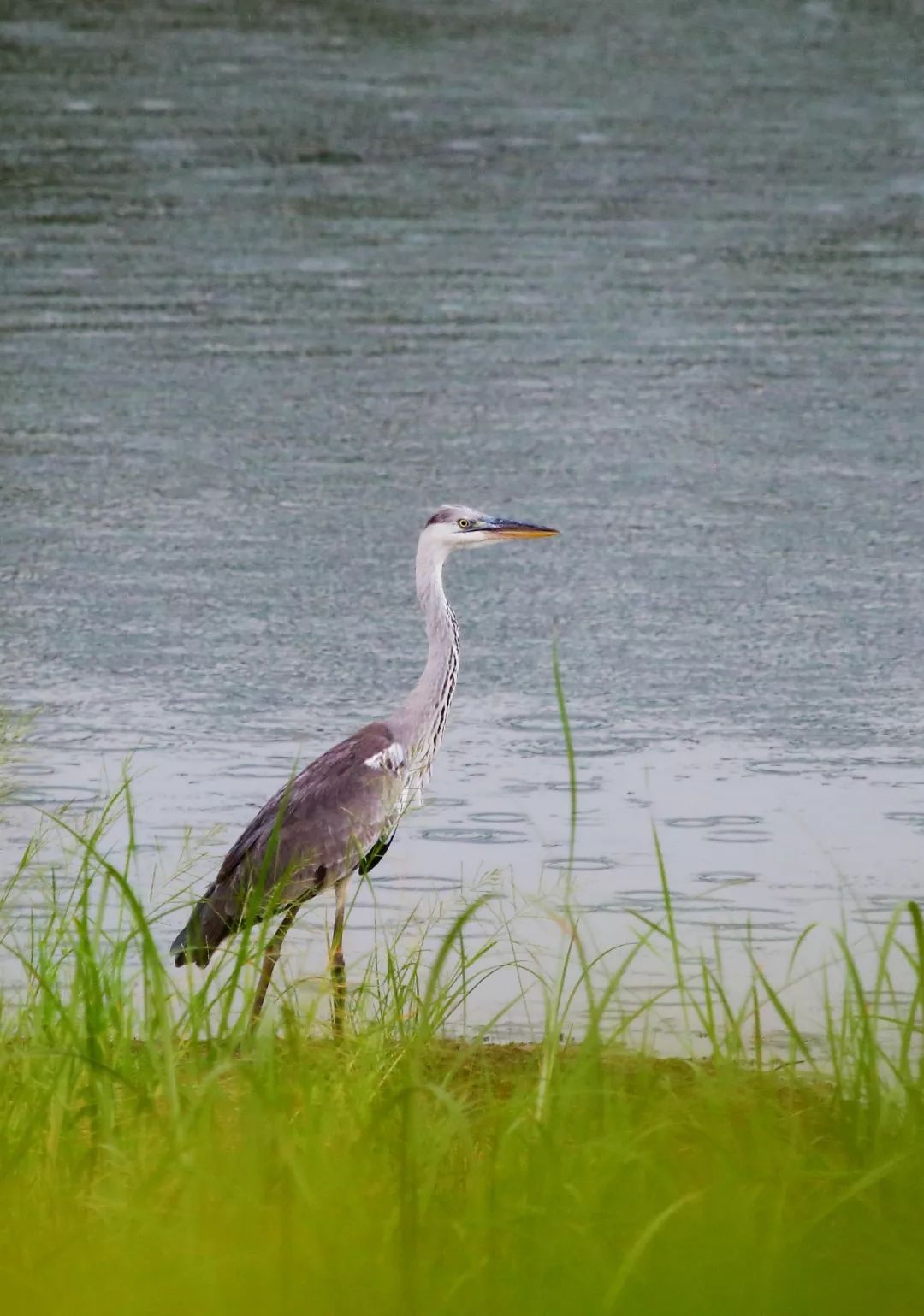 birdWatching