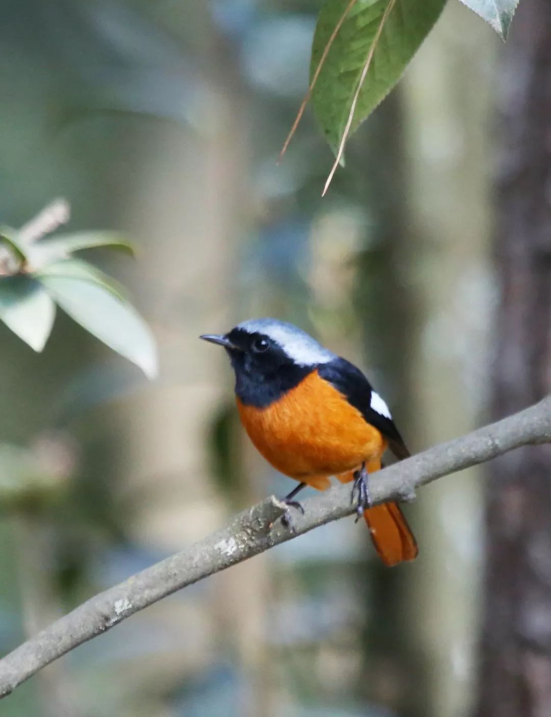 birdWatching