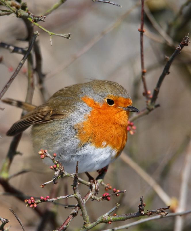 birdWatching