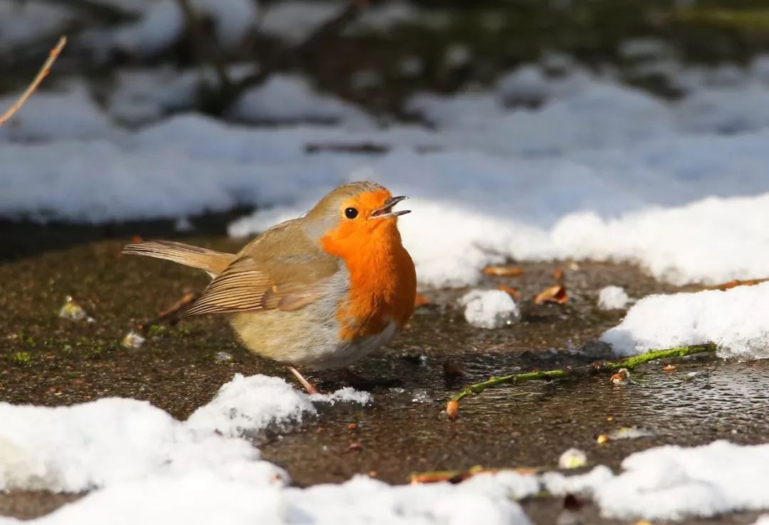 birdWatching