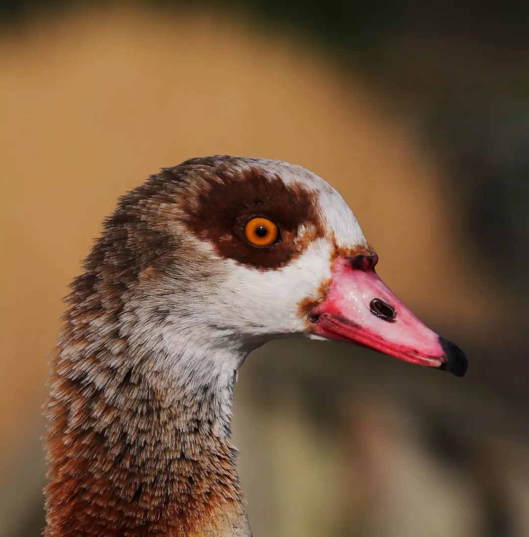 birdWatching