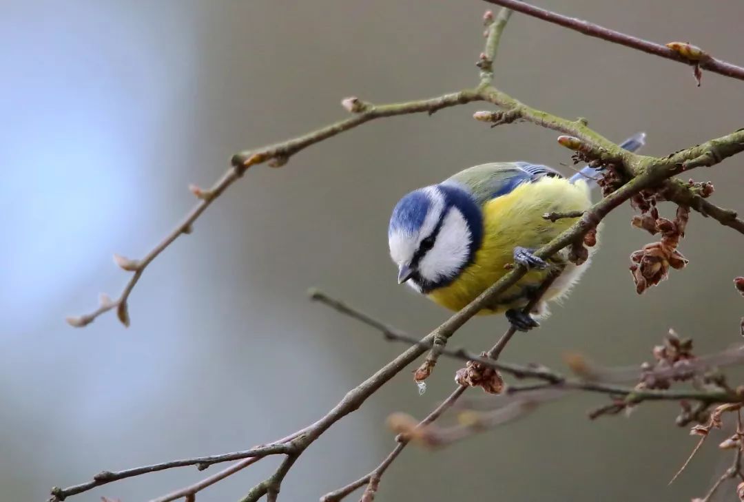 birdWatching