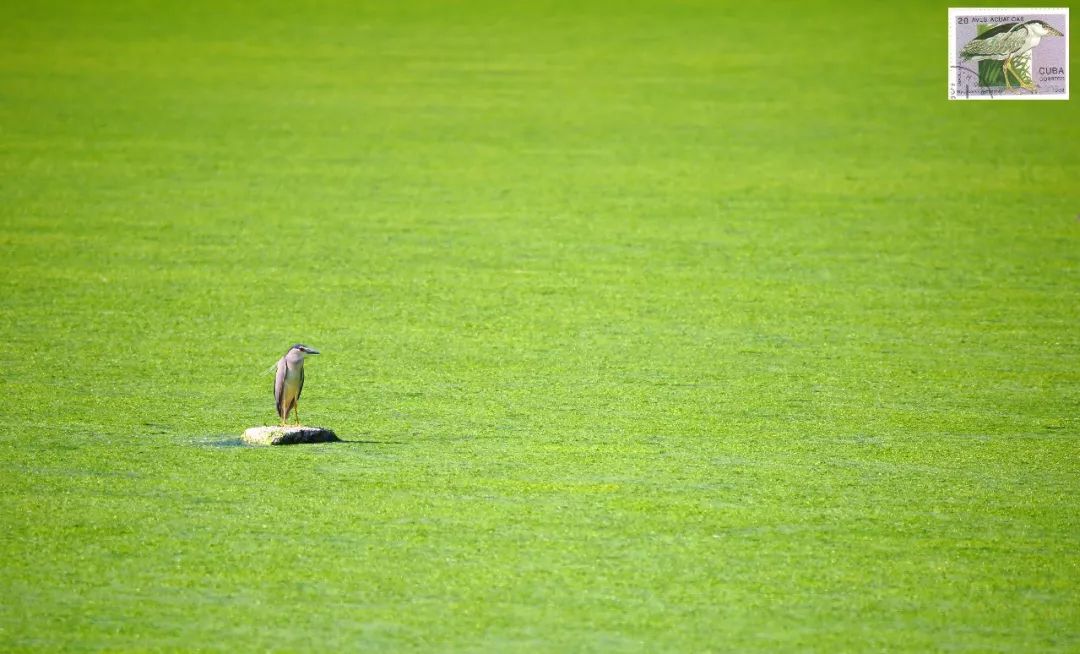 birdWatching
