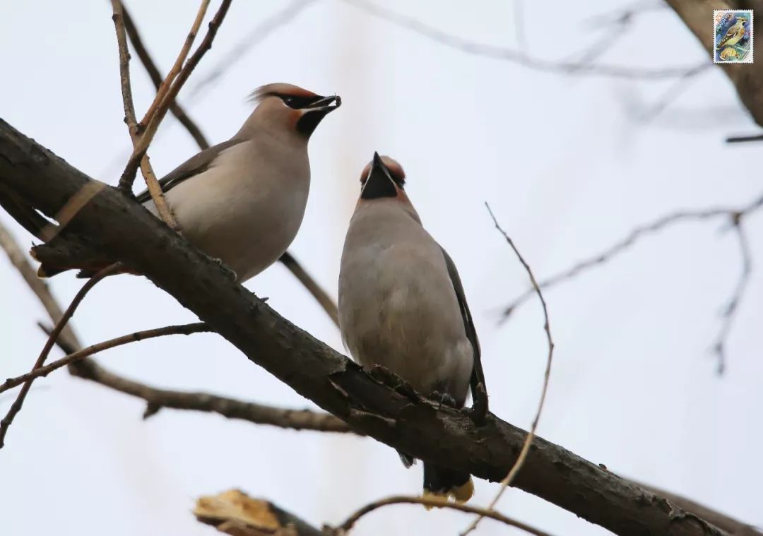 birdWatching
