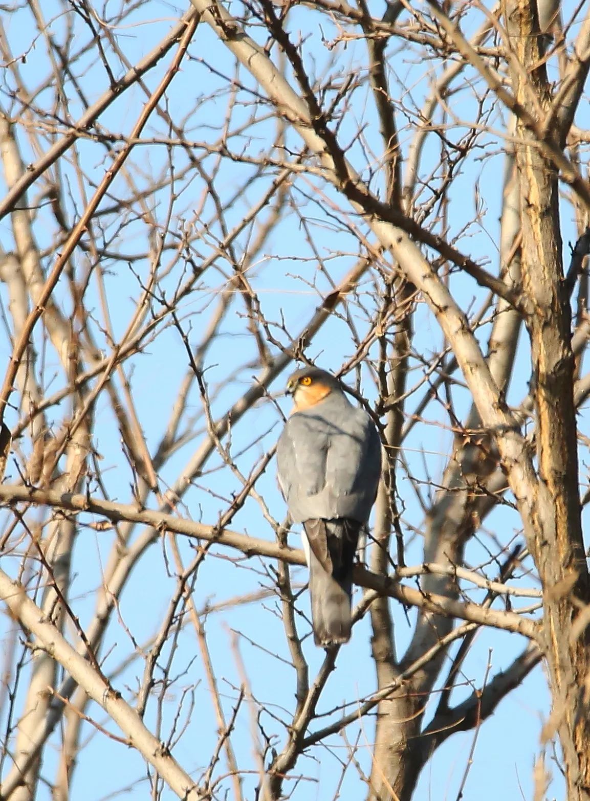 birdWatching
