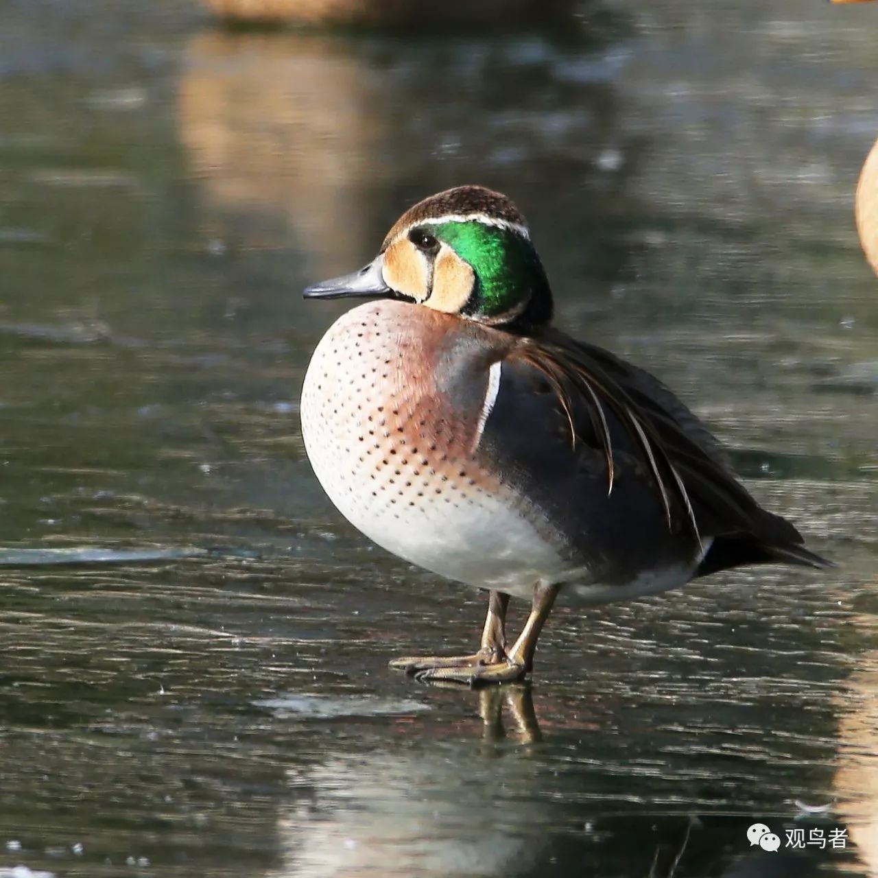 birdWatching