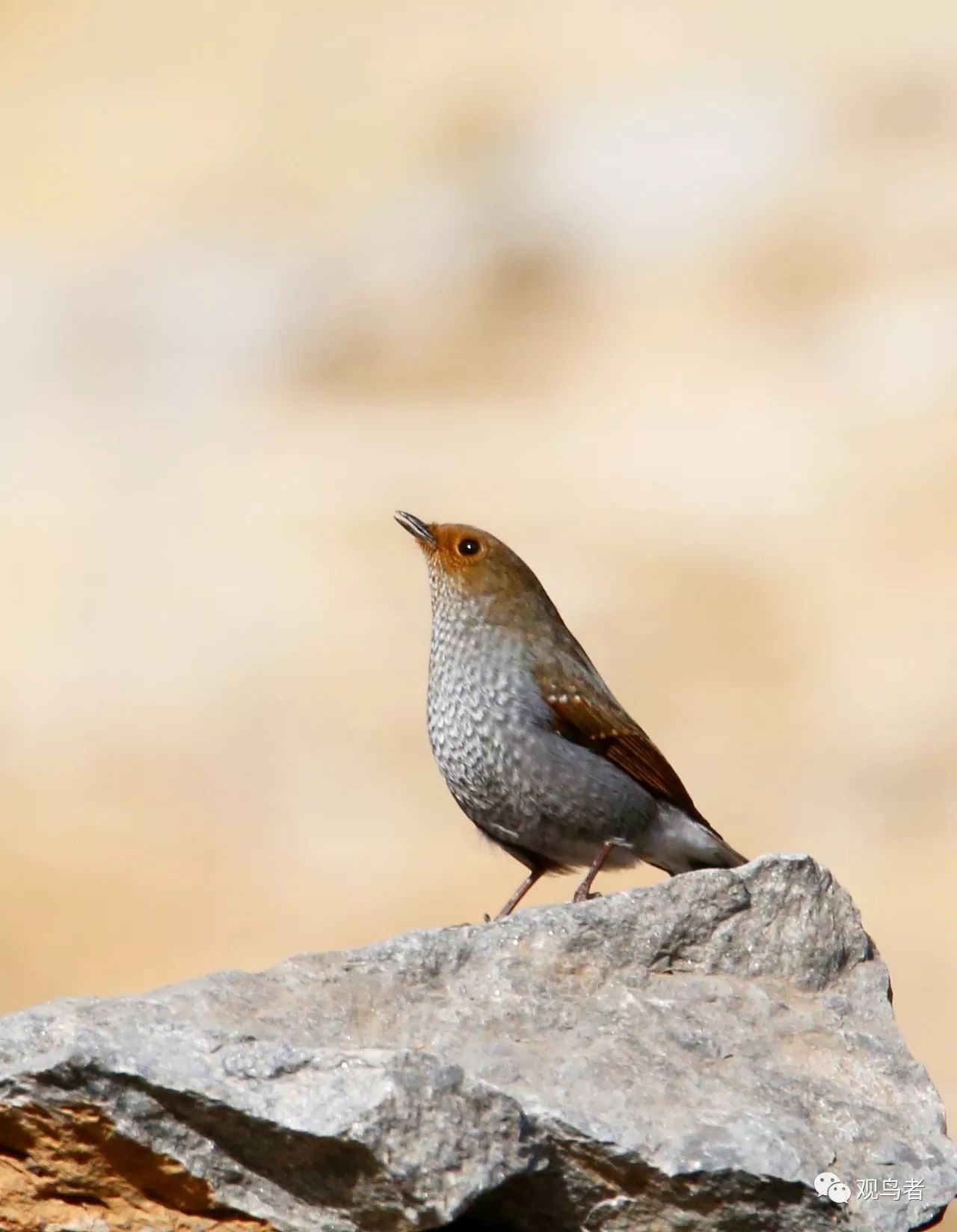 birdWatching