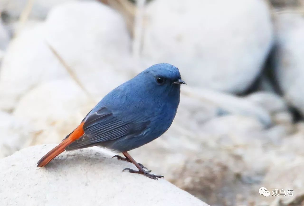 birdWatching