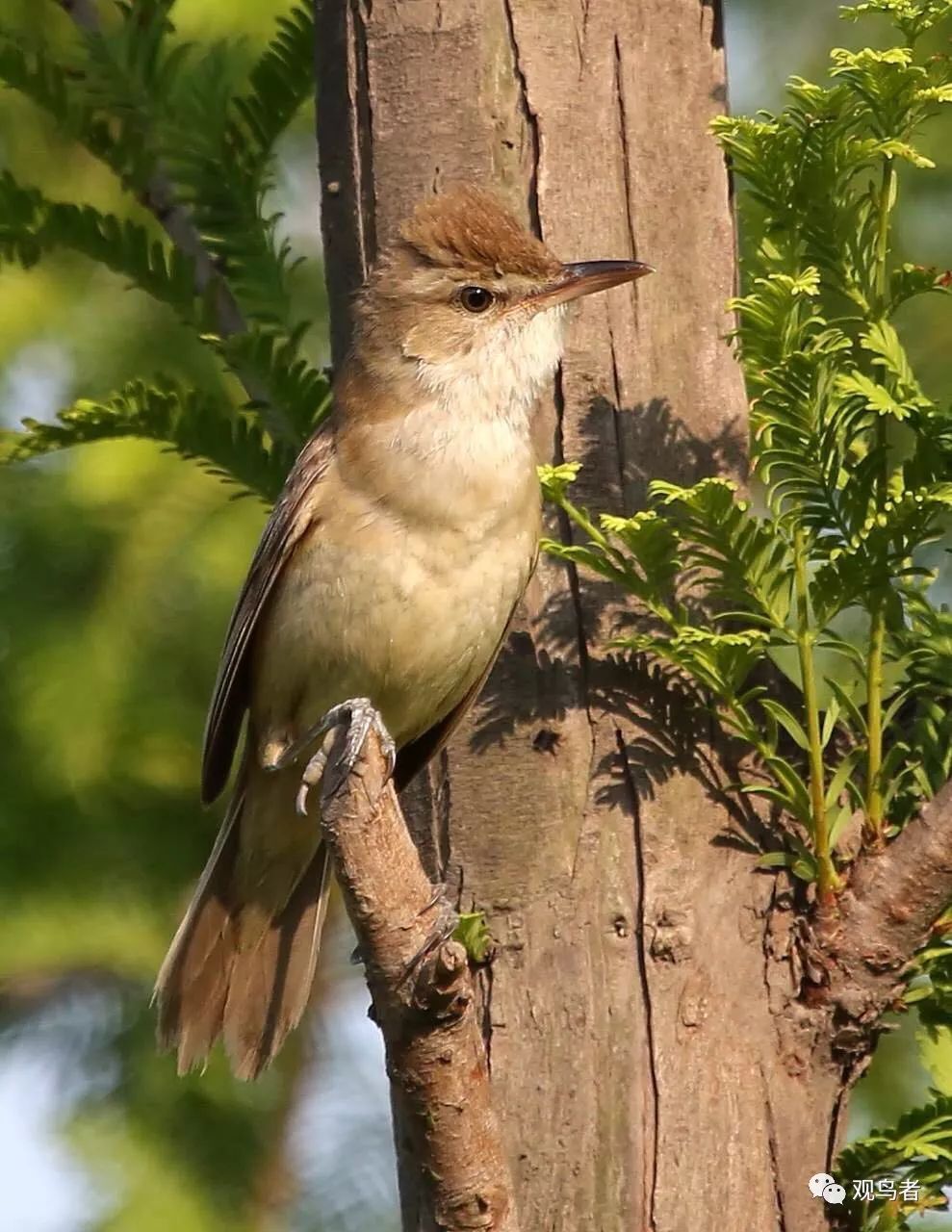 birdWatching