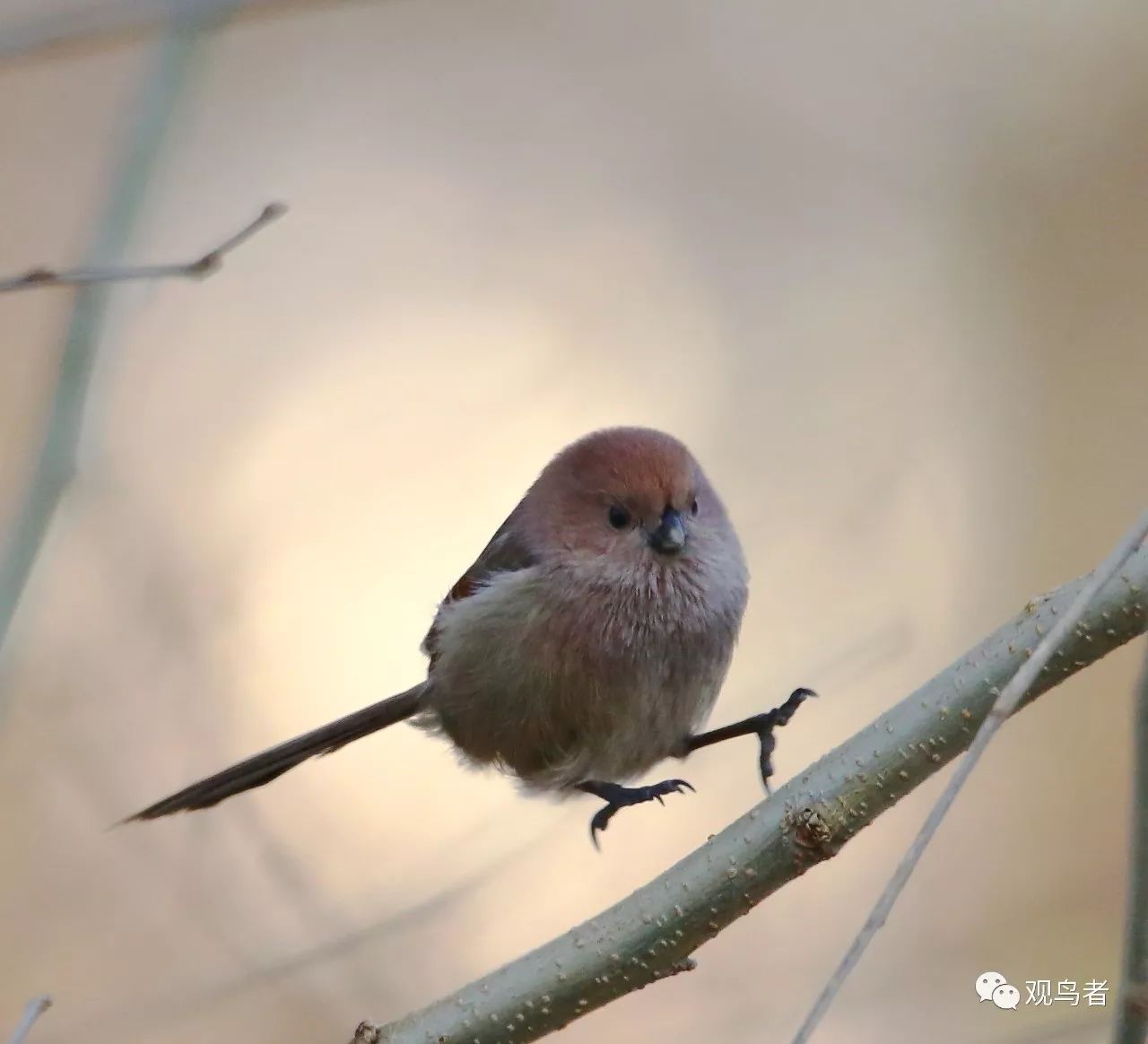 birdWatching