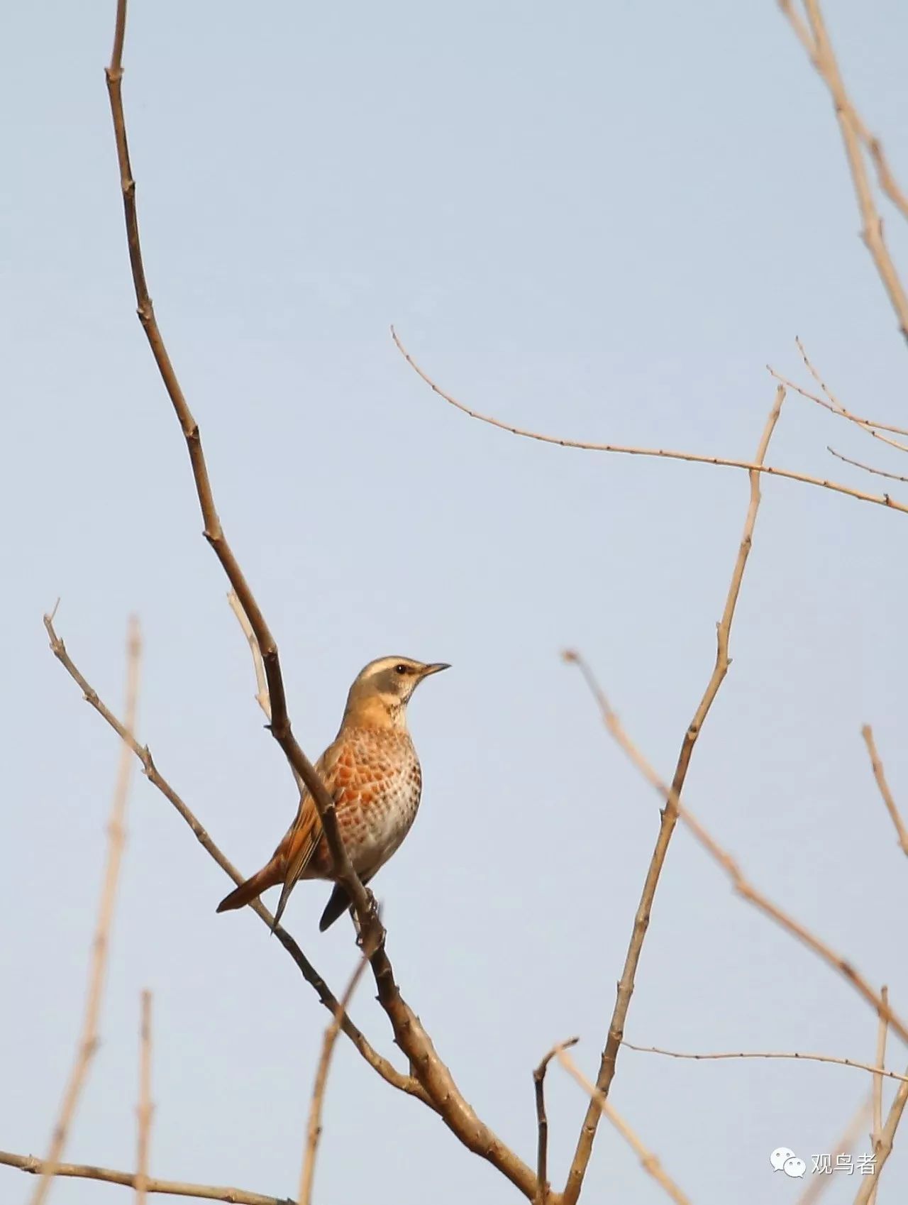 birdWatching