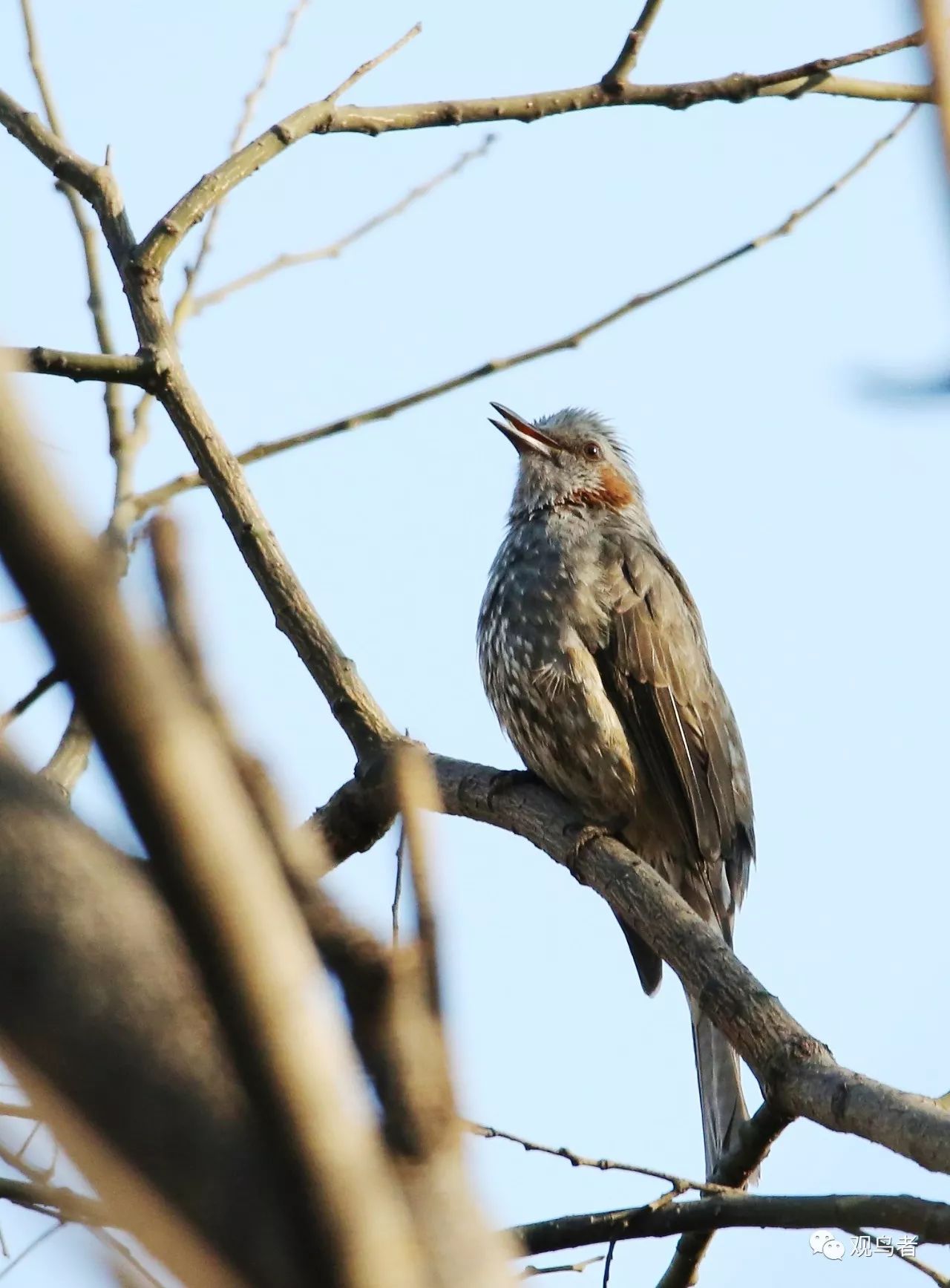 birdWatching