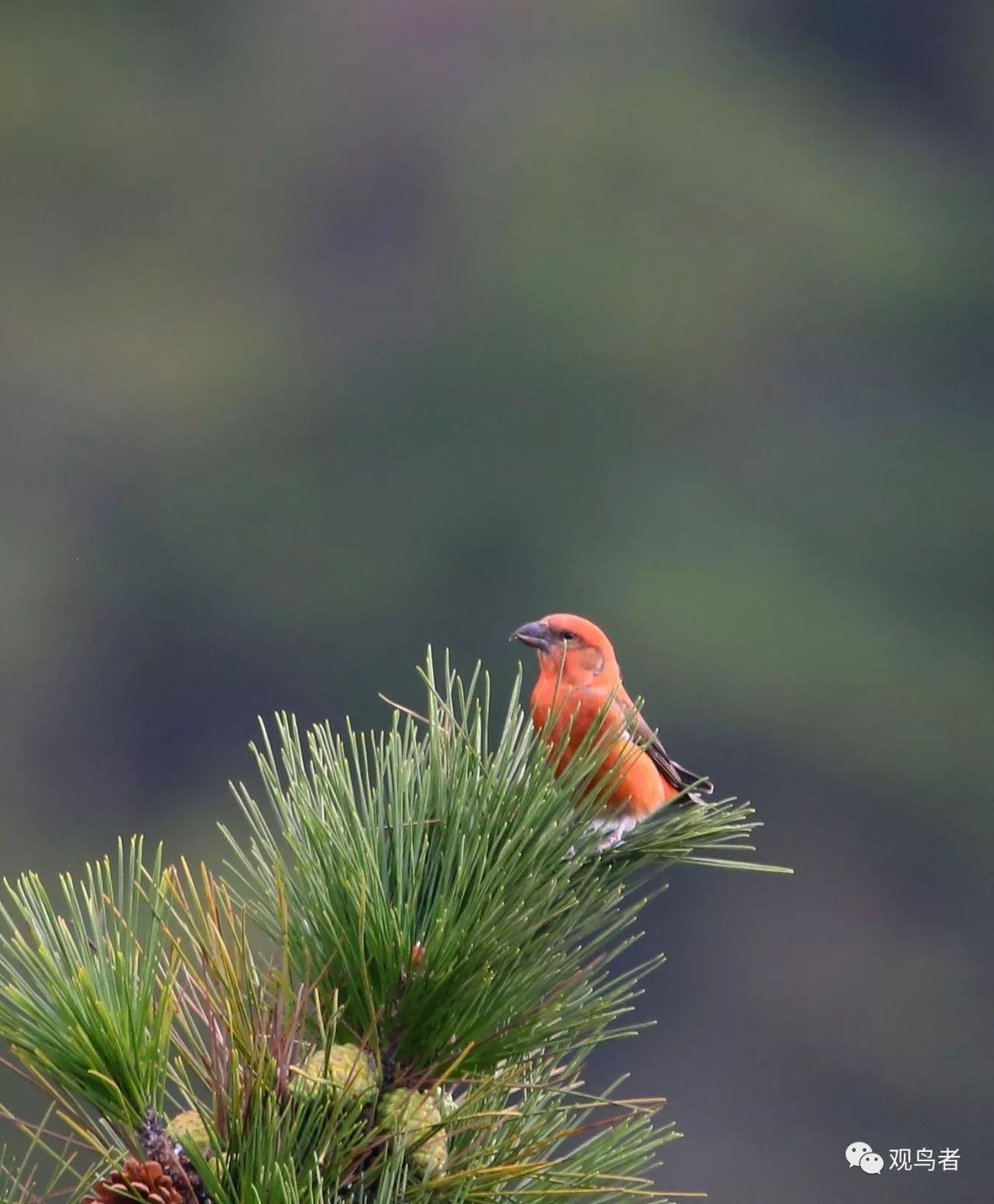 birdWatching