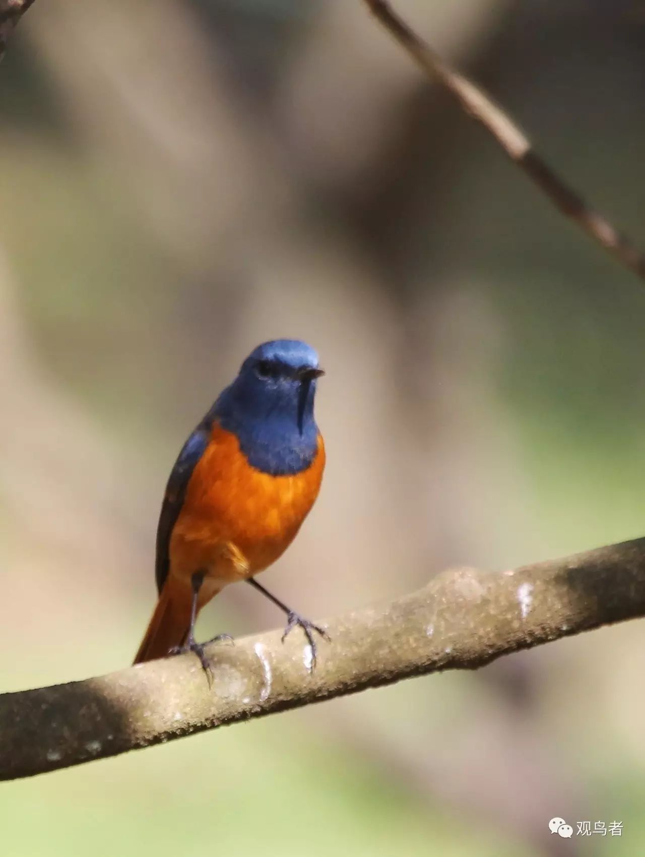 birdWatching