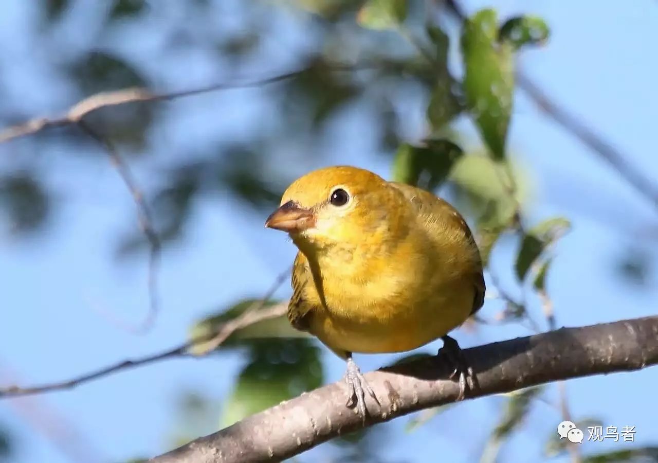 birdWatching