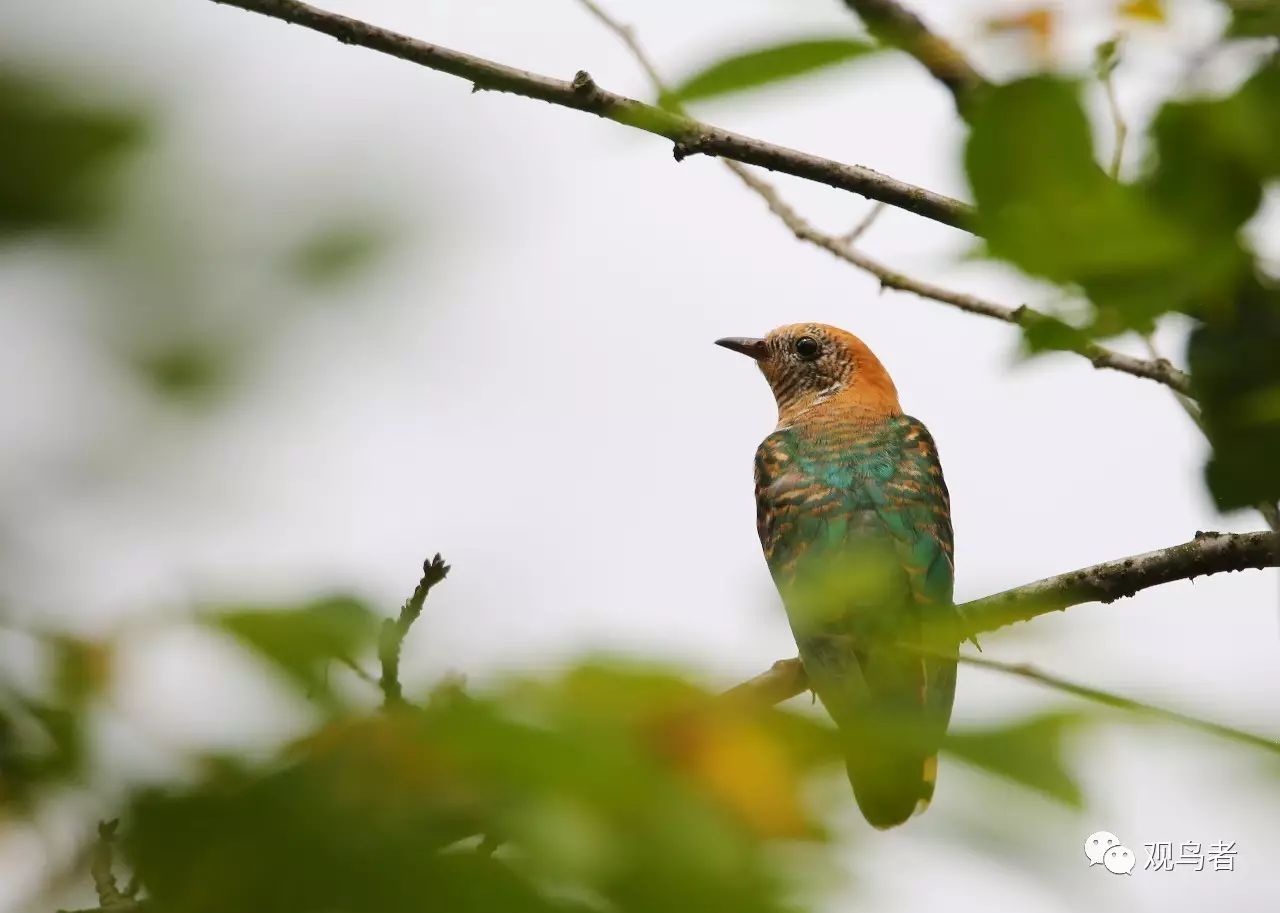 birdWatching