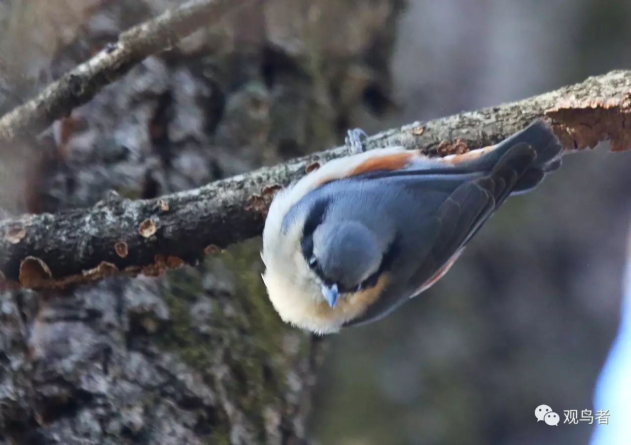 birdWatching