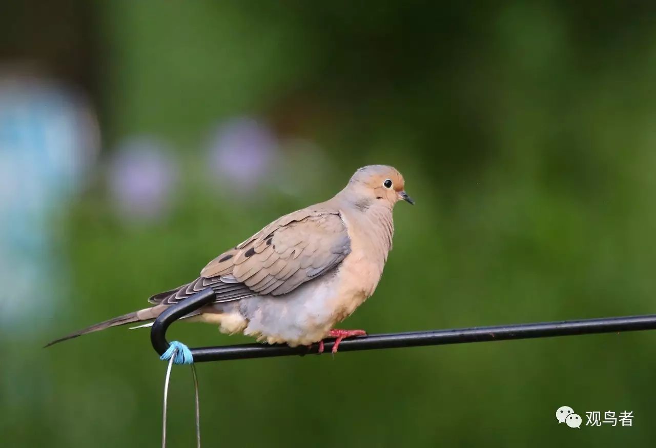 birdWatching
