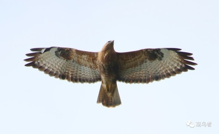 birdWatching