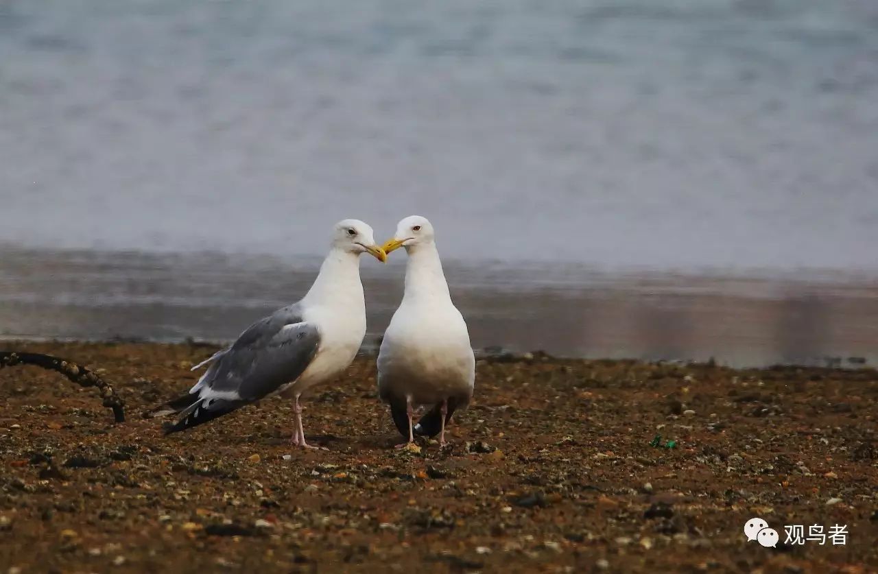 birdWatching
