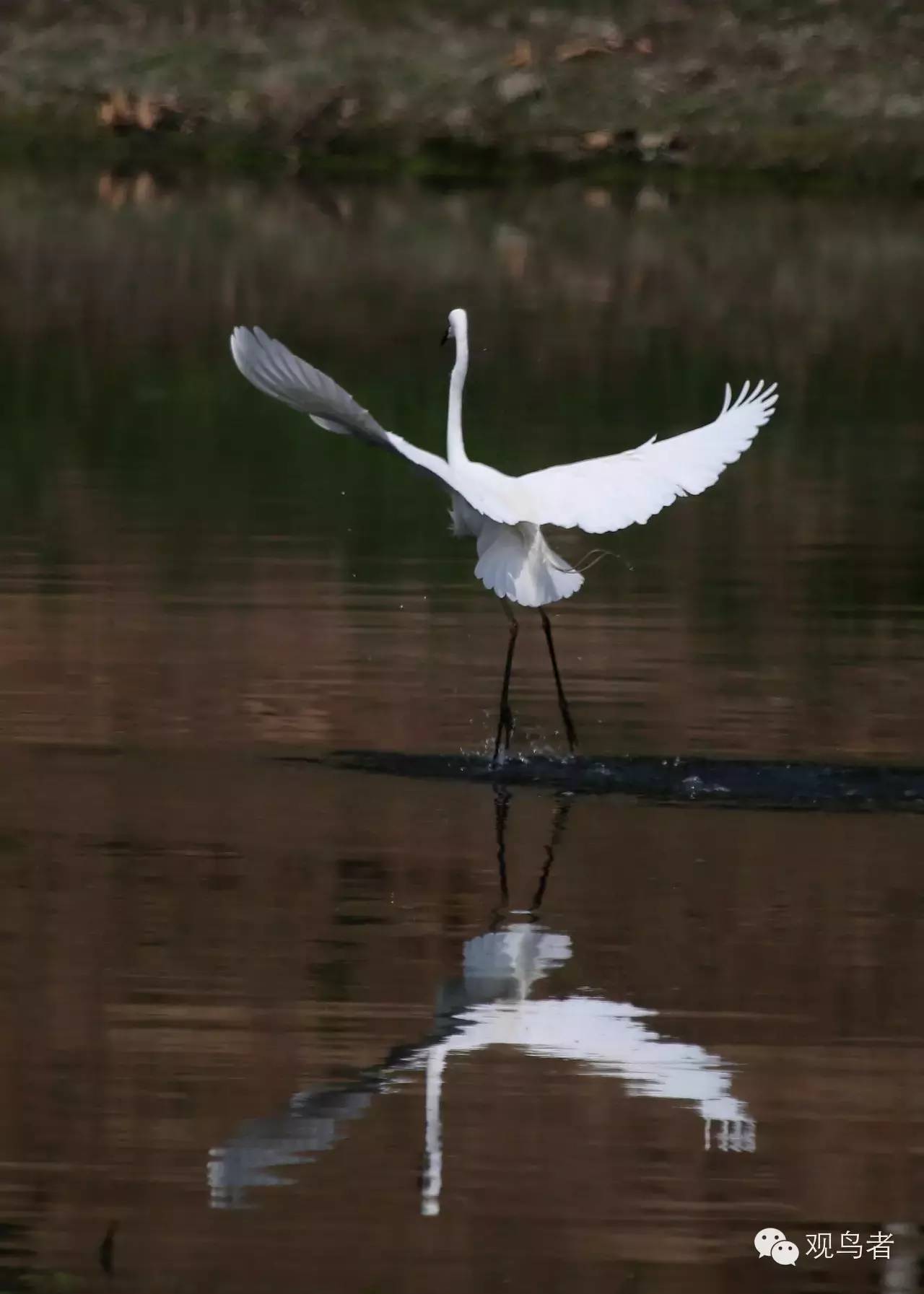 birdWatching