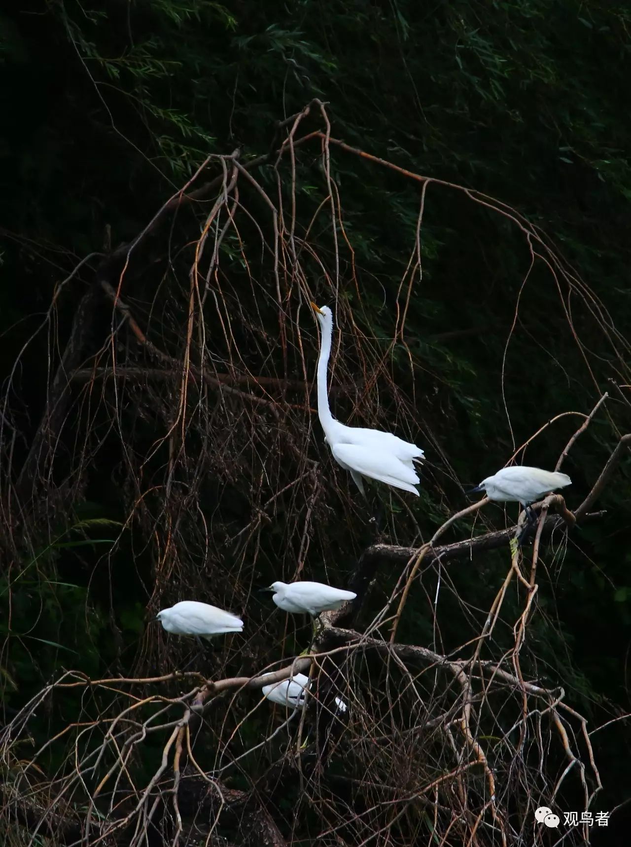 birdWatching