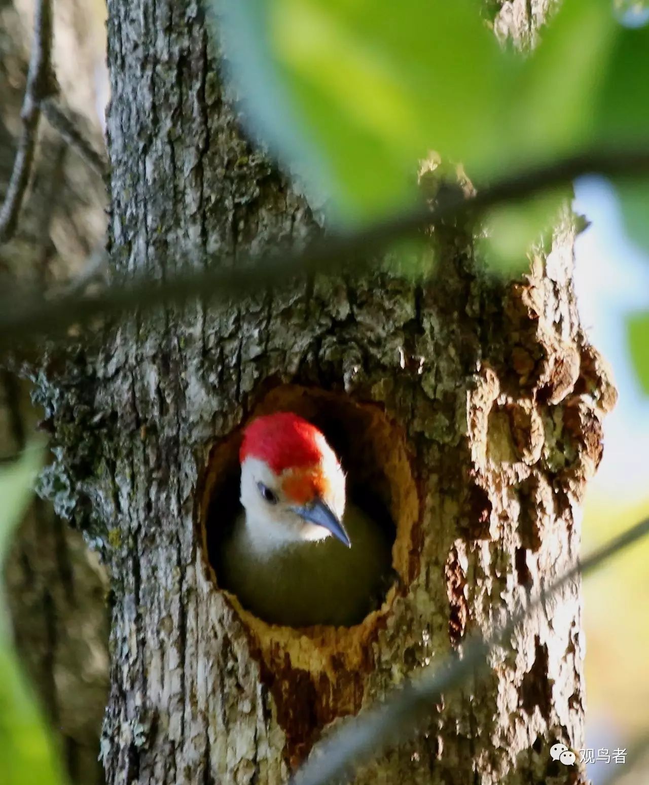 birdWatching