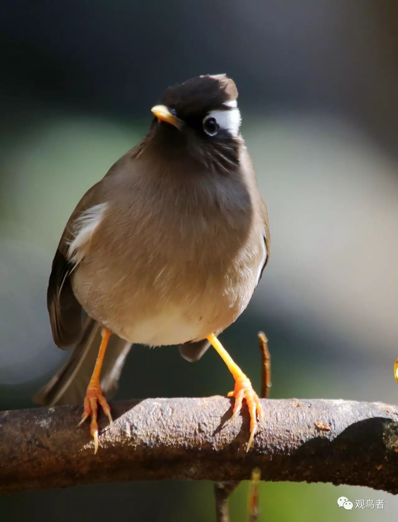 birdWatching