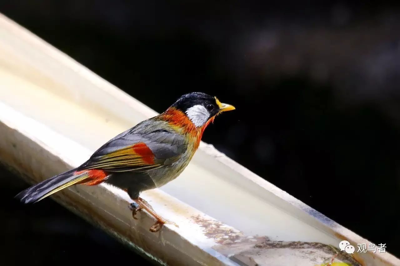 birdWatching