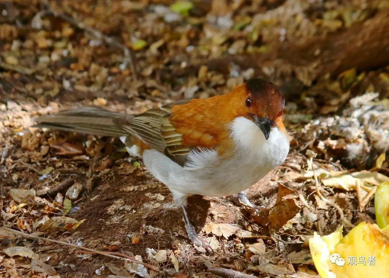 birdWatching