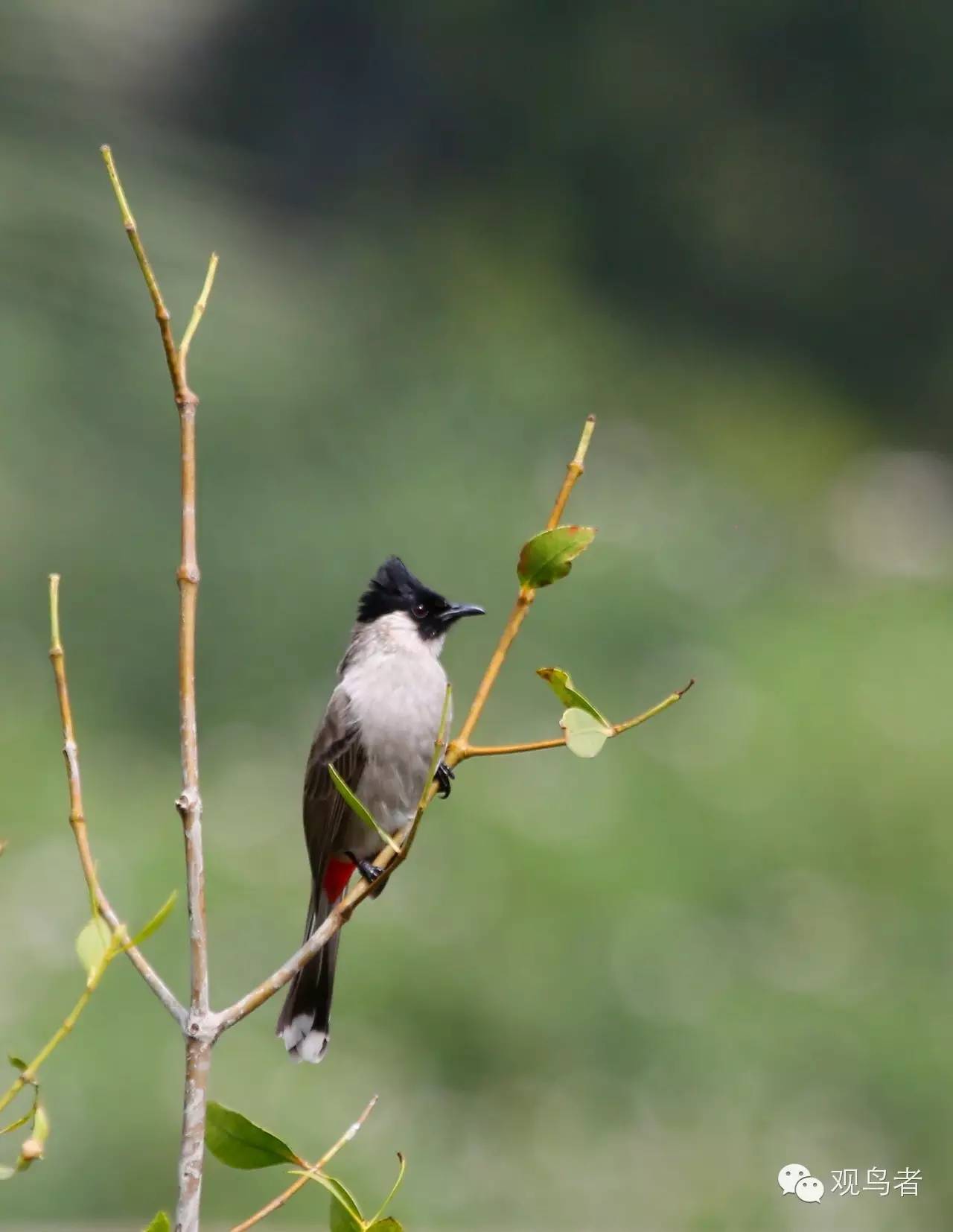 birdWatching