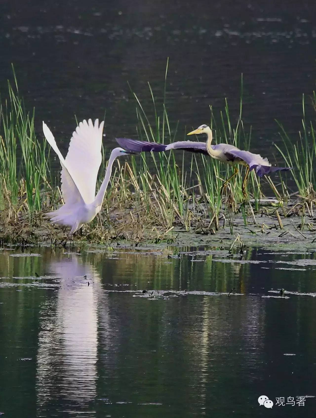birdWatching