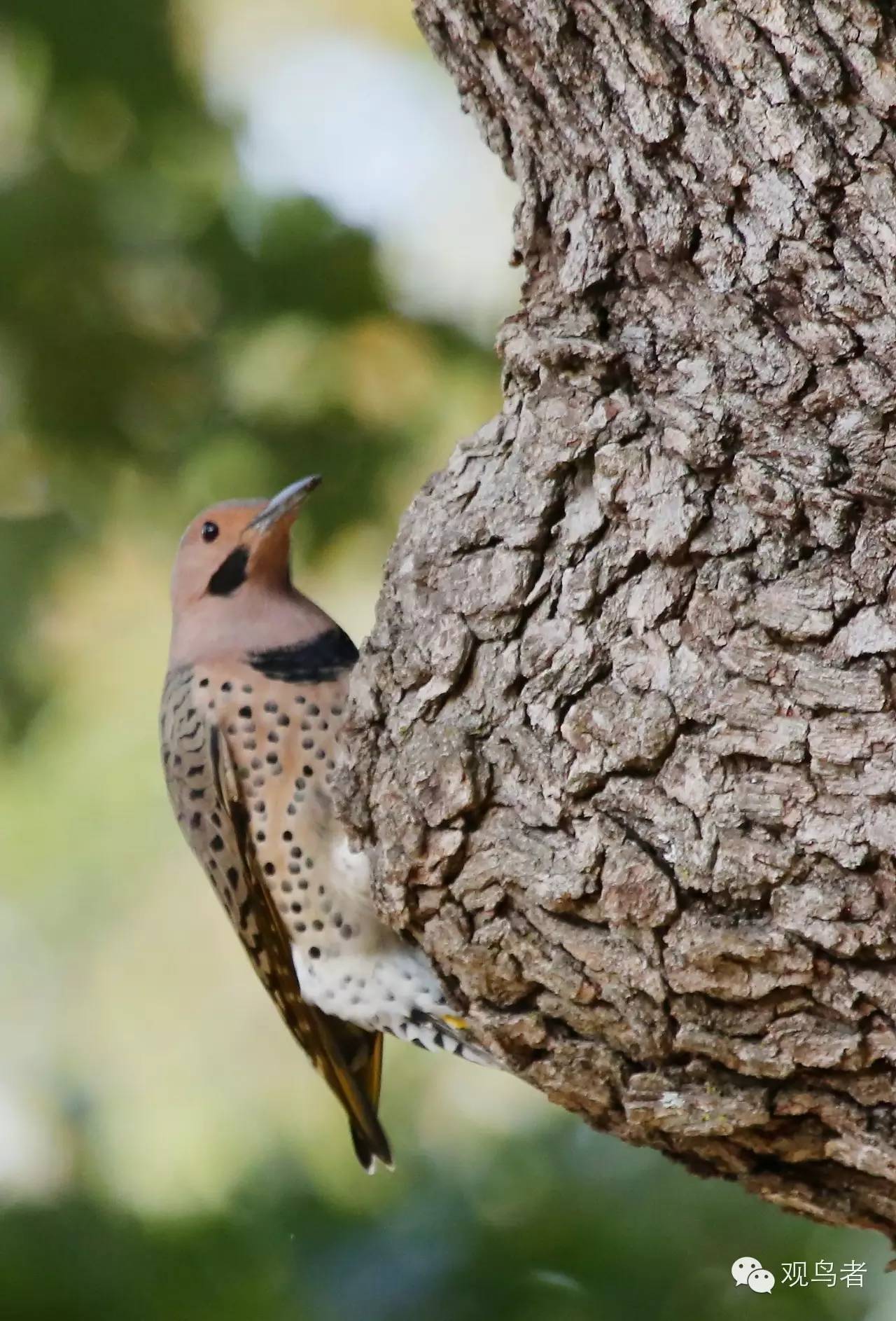 birdWatching