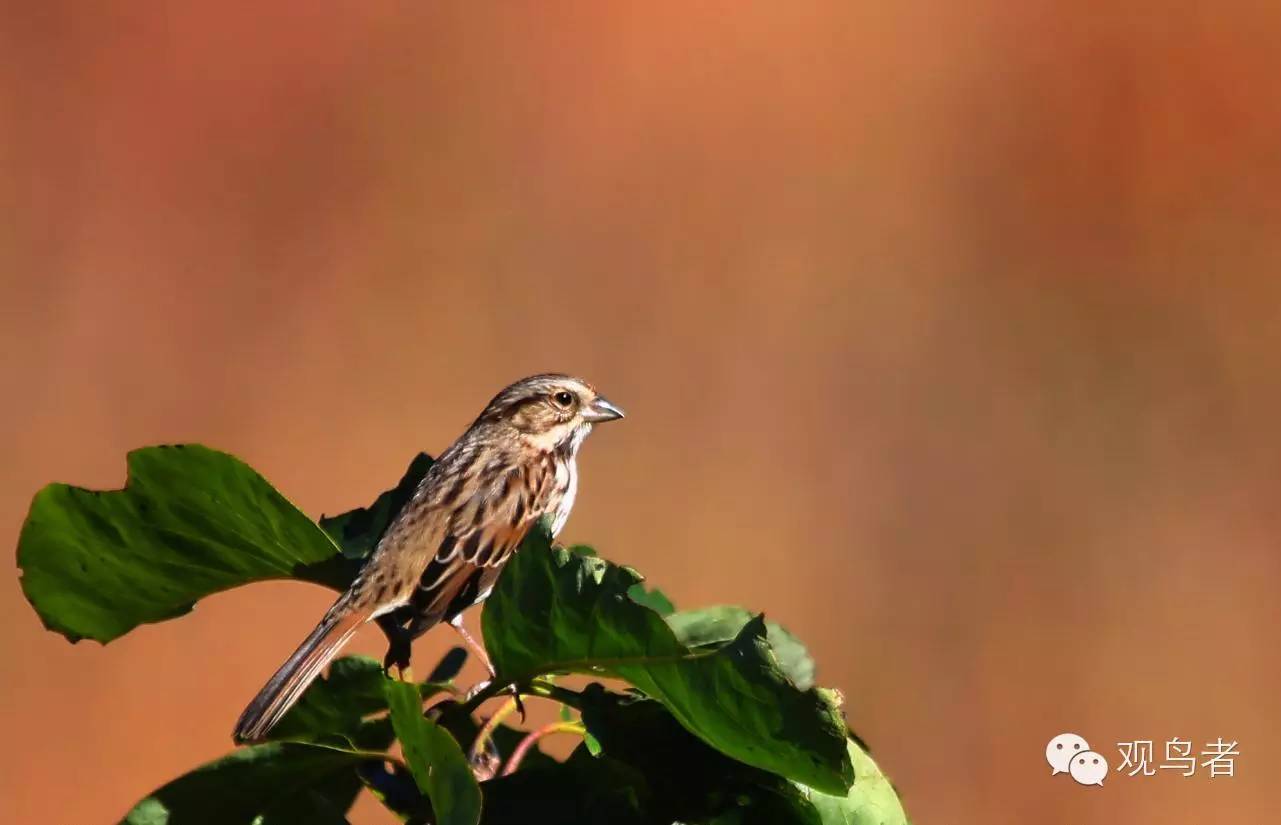 birdWatching