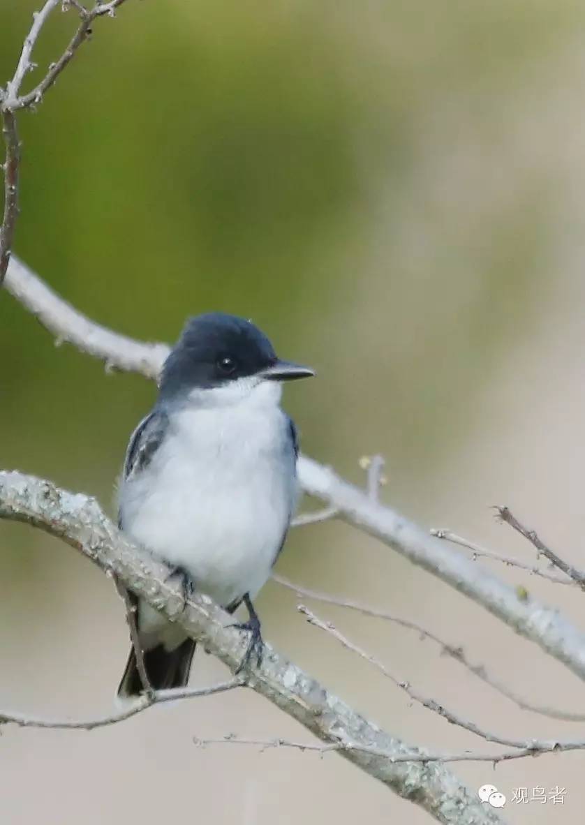 birdWatching