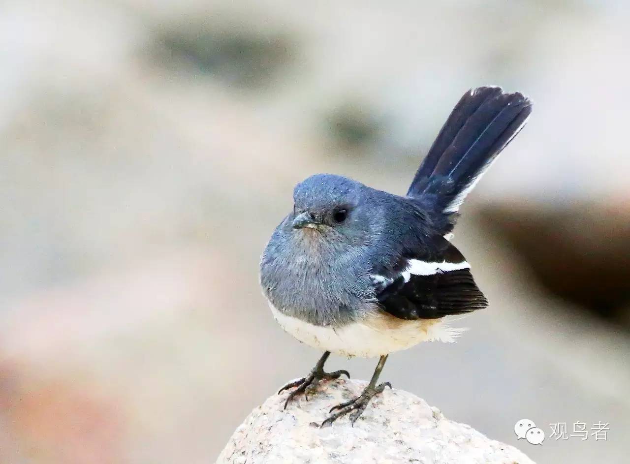 birdWatching