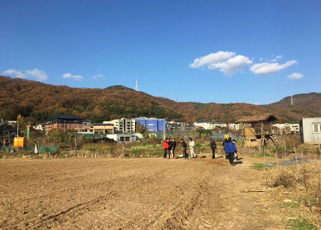 良食专栏 | 韩国泡菜:从田地到餐桌的故事 良食专栏 | 韩国泡菜:从田地到餐桌的故事