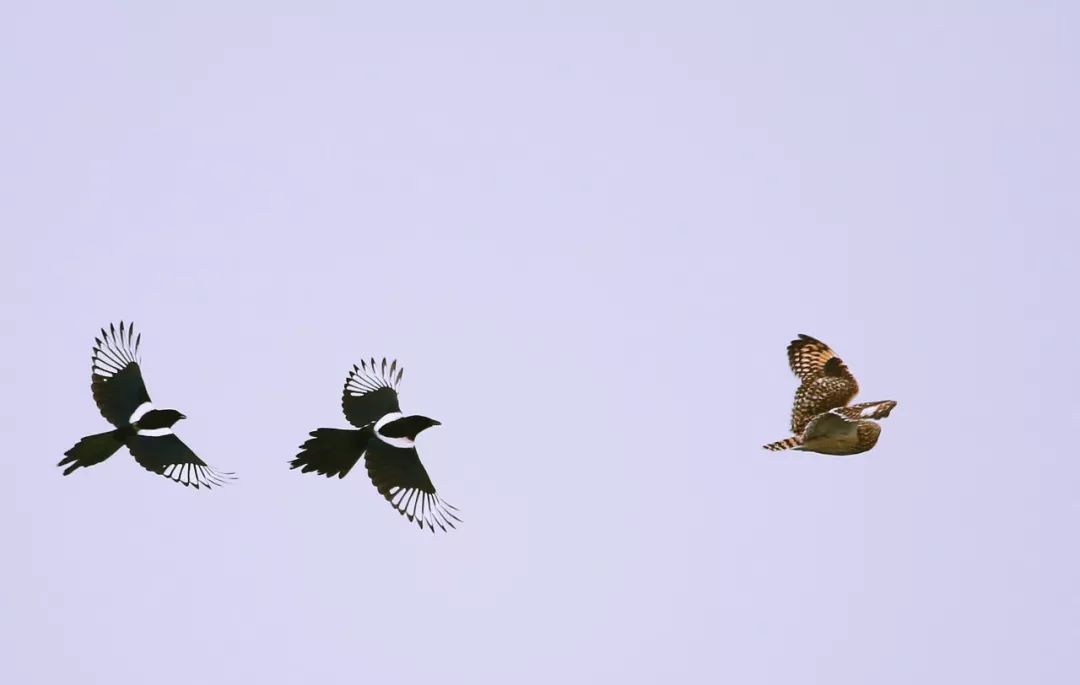 birdWatching