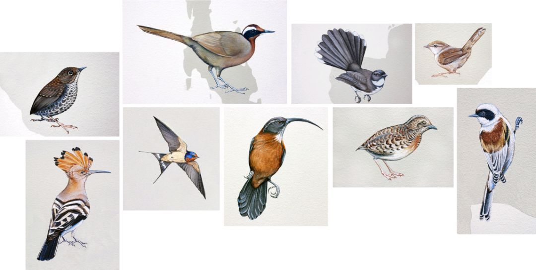 birdWatching