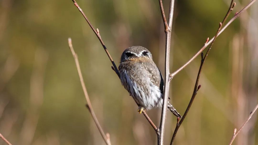 birdWatching