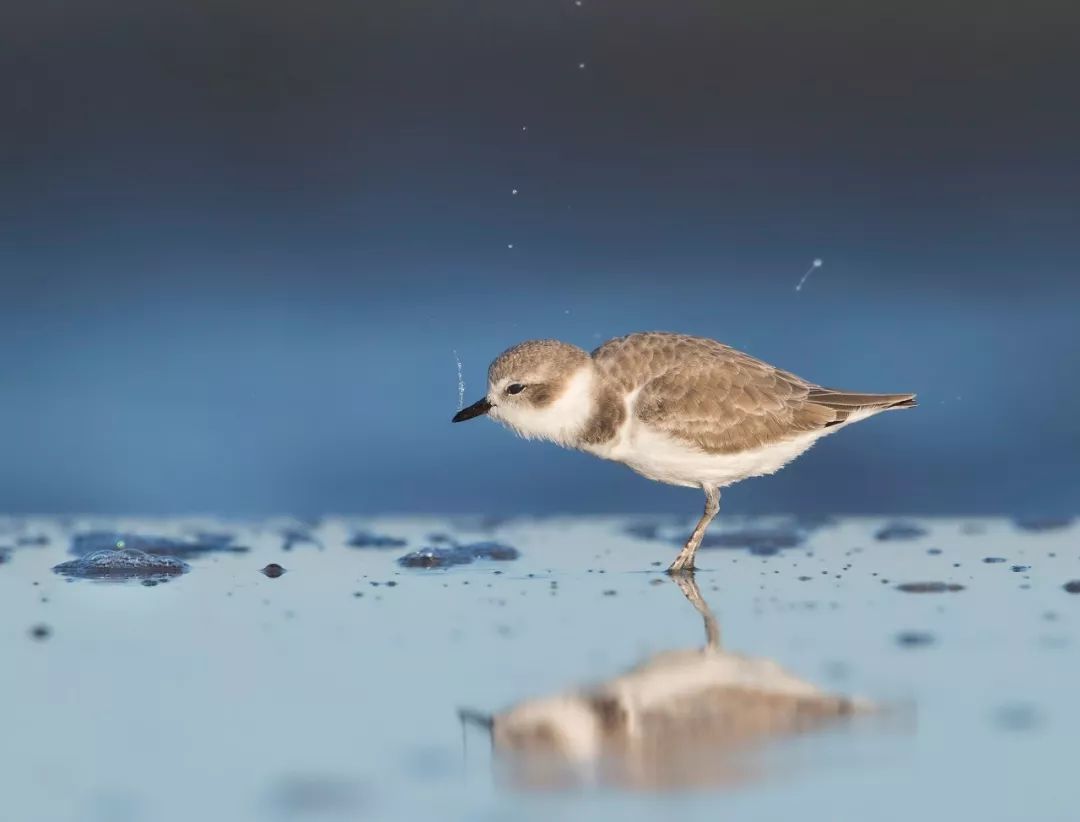 birdWatching