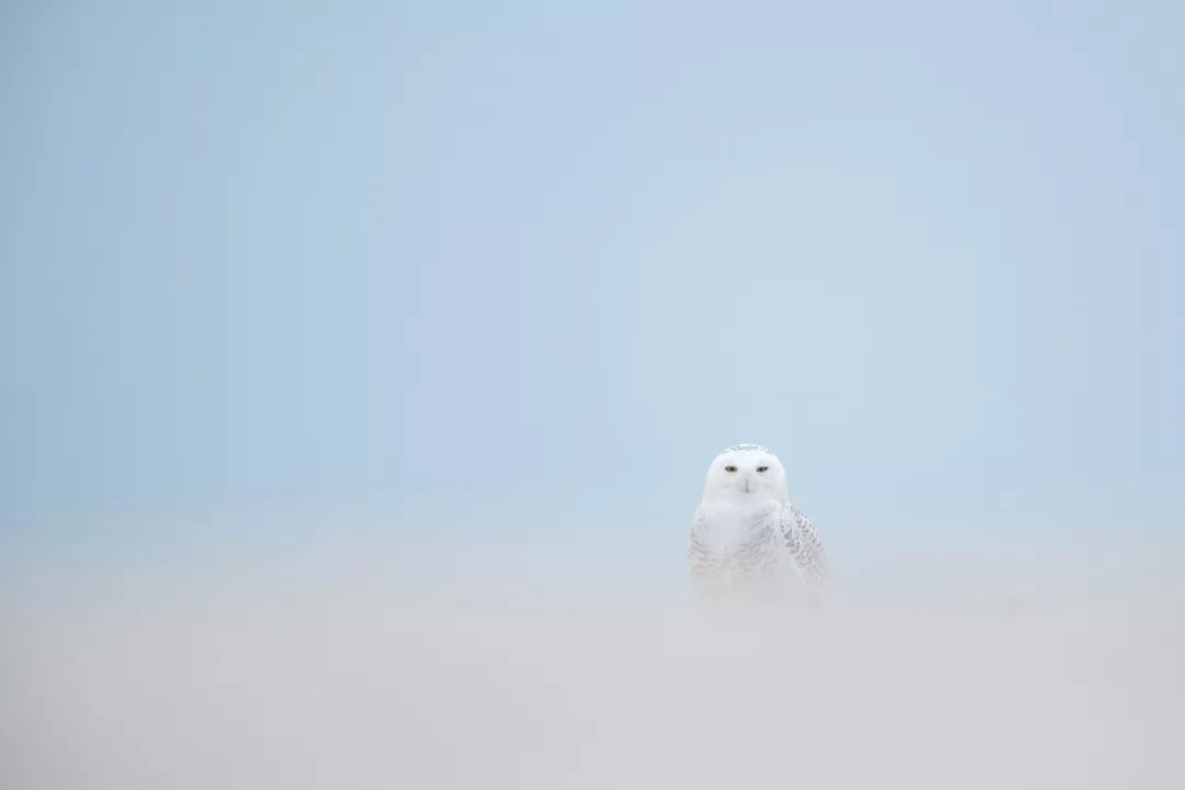 birdWatching