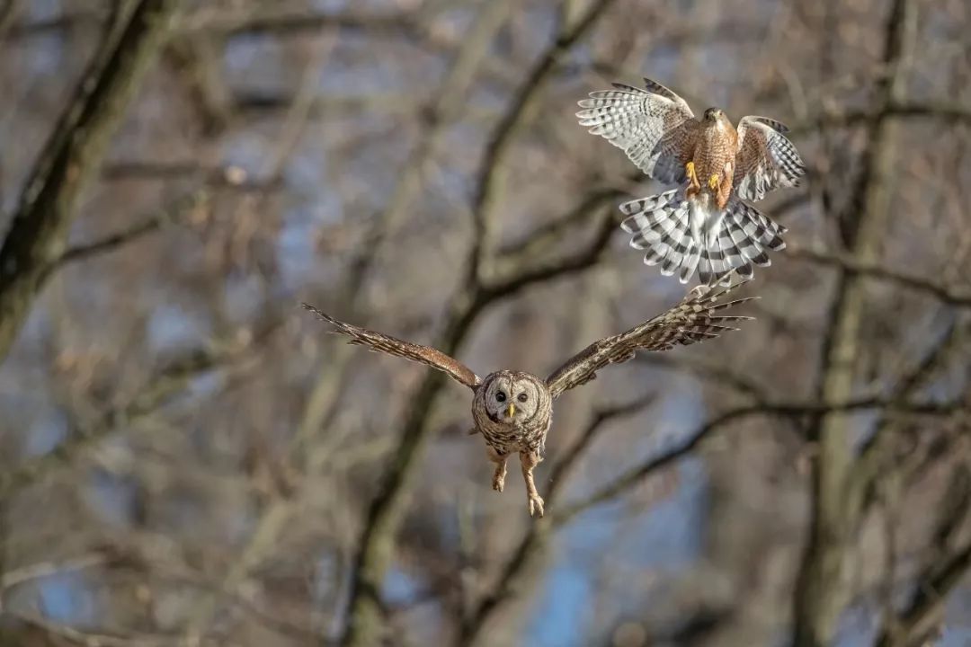 birdWatching