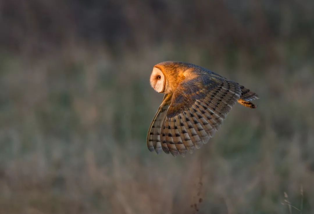 birdWatching