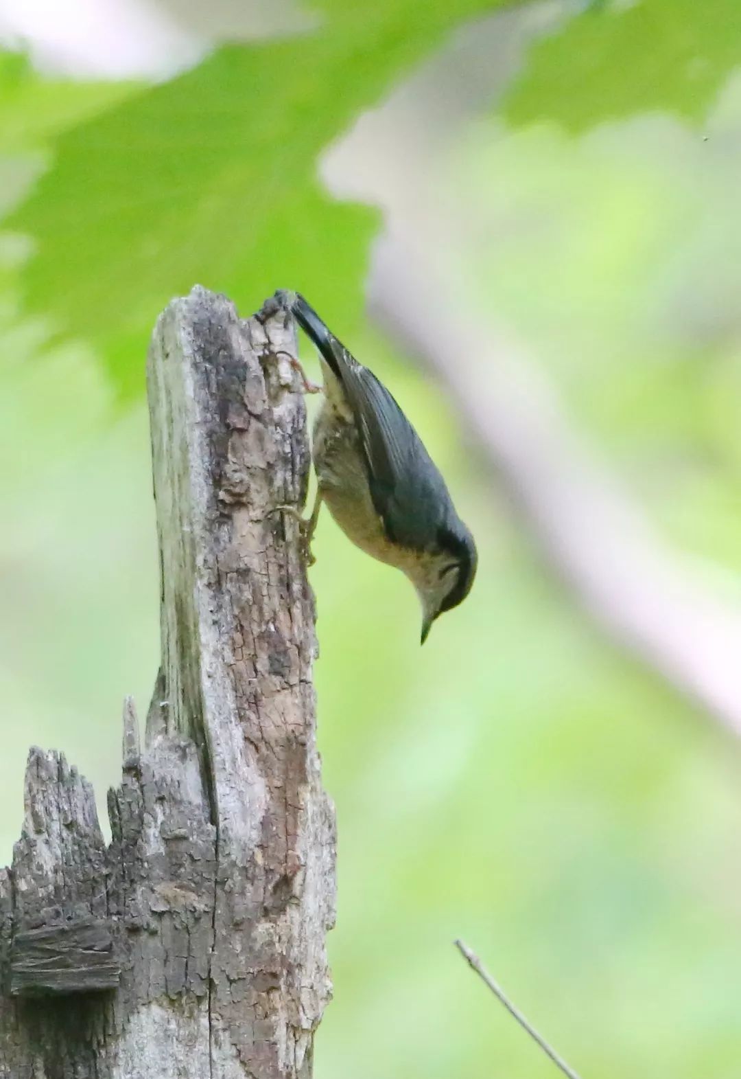 birdWatching